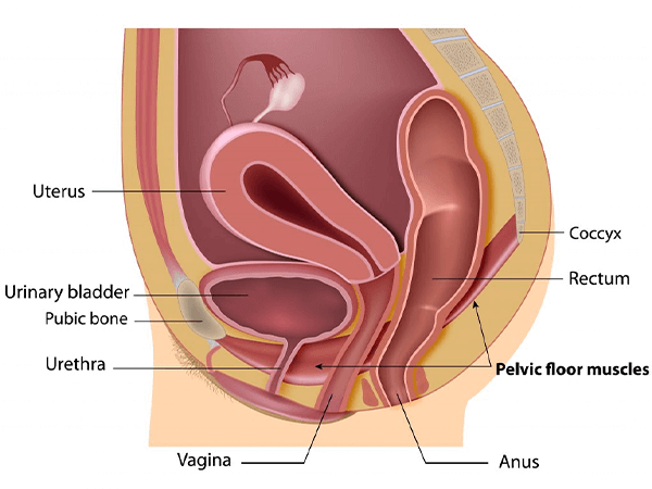 signs of a tight pelvic floor