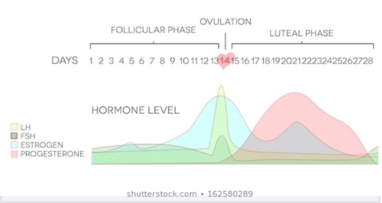 What to expect with your cycle through perimenopause